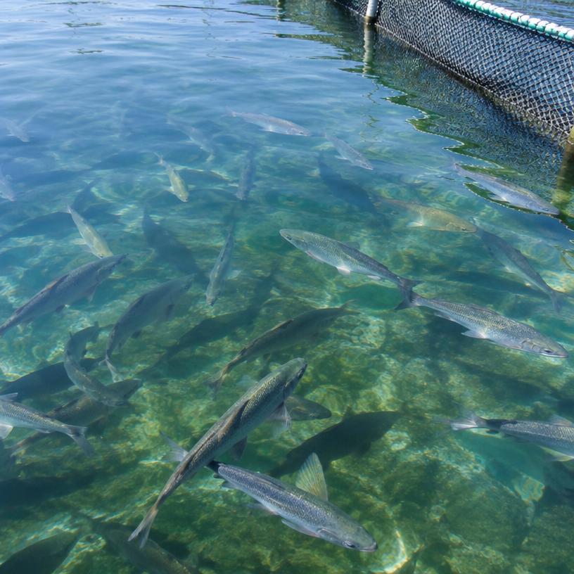 Aquaculture